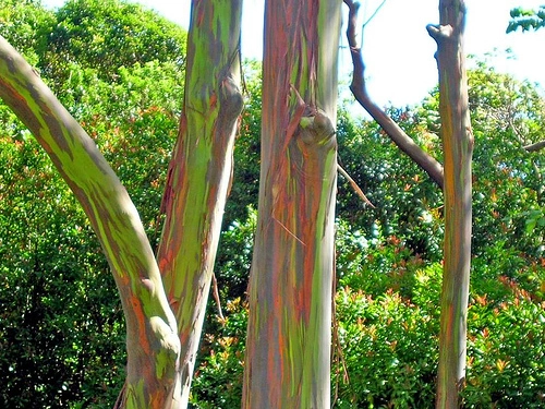 rainbow eucalyptus bonsai