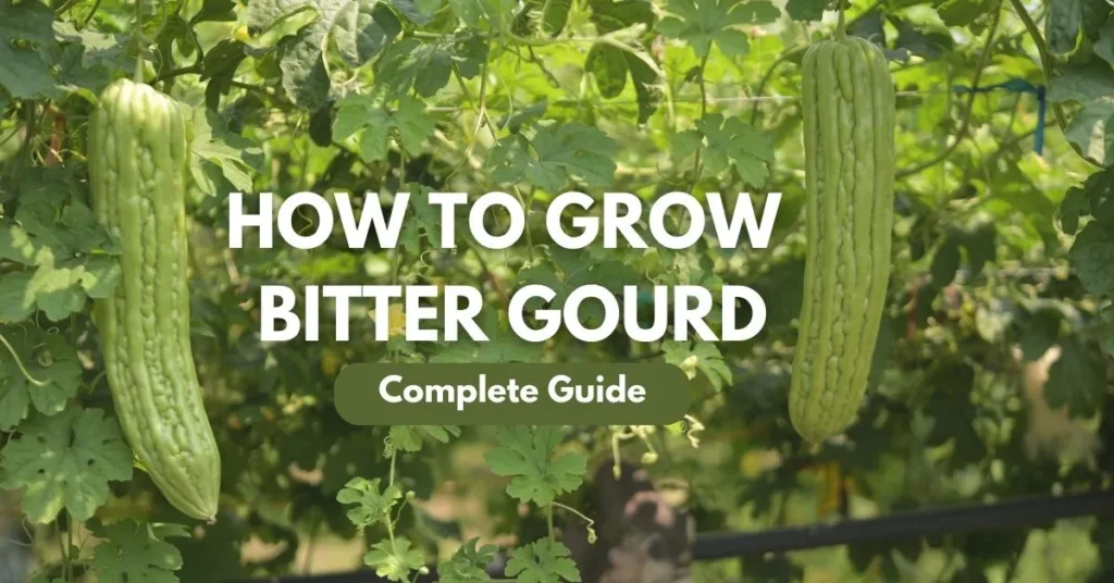 how to grow bitter gourd