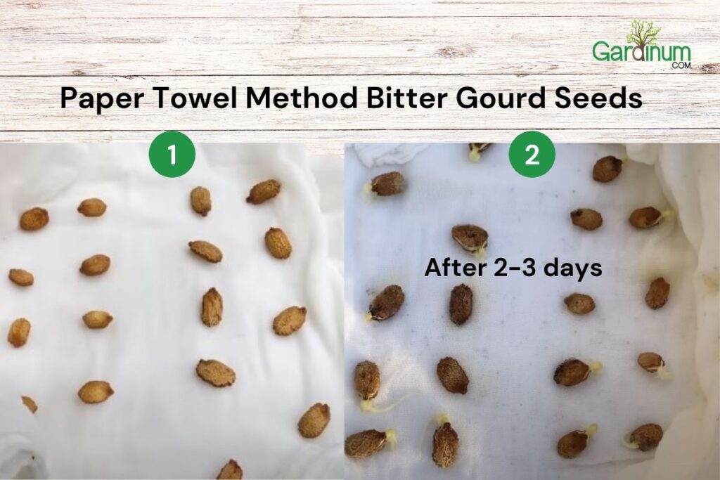 how to germinate bitter gourd seeds fast (3)